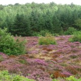 0609F 39 Rotterdam-Leer